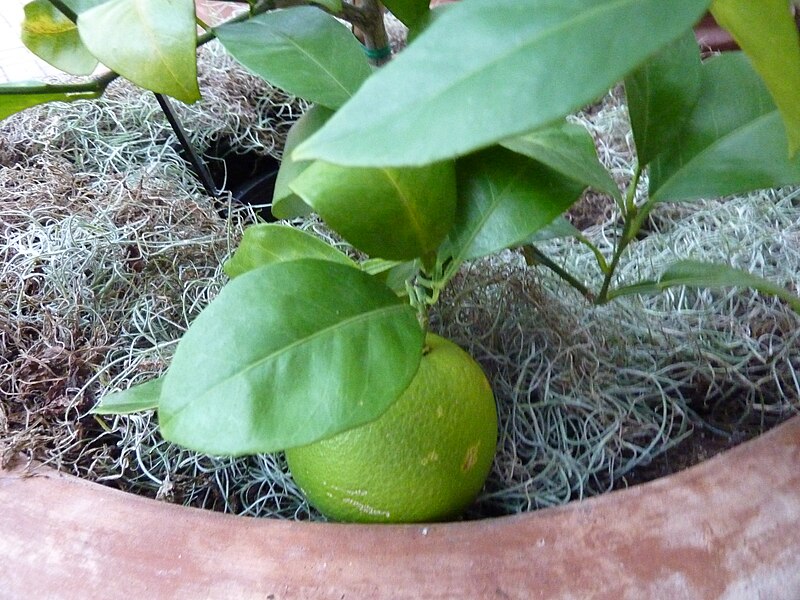 File:Citrus aurantium 'Seville' - Sour orange.jpg