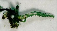 Cladonia macilenta var. bacillaris Cladonia macilenta bacil (EU).jpg