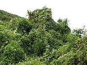 Közép-európai eredetű erdei iszalag fojtogat egy endemikus „káposztafát” (Cabbage tree, Cordyline australis)