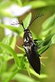 Click beetle Ctenicera pectinicornis (8749803457).jpg