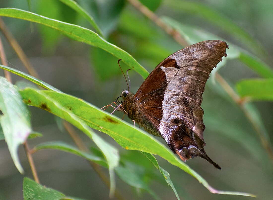 Meandrusa lachinus