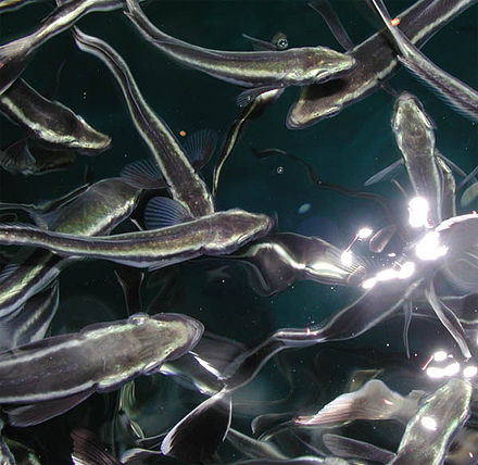 Cobia fingerlings in aquaculture Cobia fingerlings.jpg