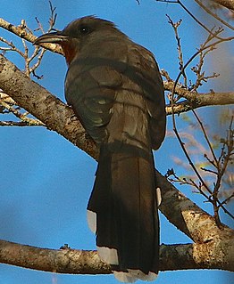 <span class="mw-page-title-main">Bay-breasted cuckoo</span> Species of bird