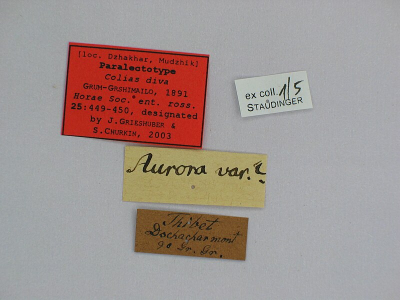 File:Colias diva diva male Paralectotype 01 labels MNHU.jpg