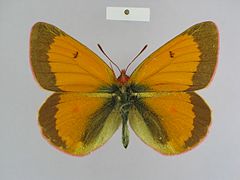 Colias wanda