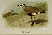 Coloured figures of the birds of the British Islands - issued by Lord Lilford (19677947053).jpg