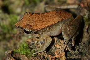 Descripción de la rana común del bosque (Platymantis dorsalis) imagen 4.jpg.
