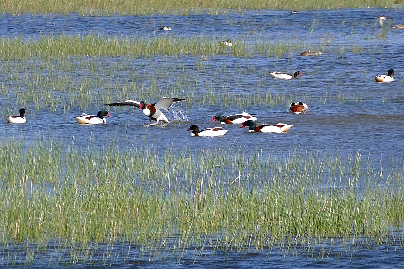 File:Common Shellducks (Tadorna tadorna) (26018160546).jpg