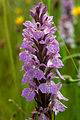 Common Spotted Orchid, Pentwyn Farm, Penallt.jpg