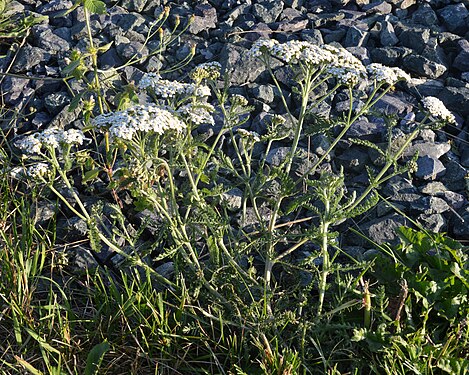 Common Yarrow (Achillea millefolium)