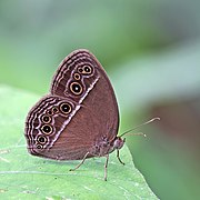 Mycalesis perseus cepheus (Common bush brown) underside