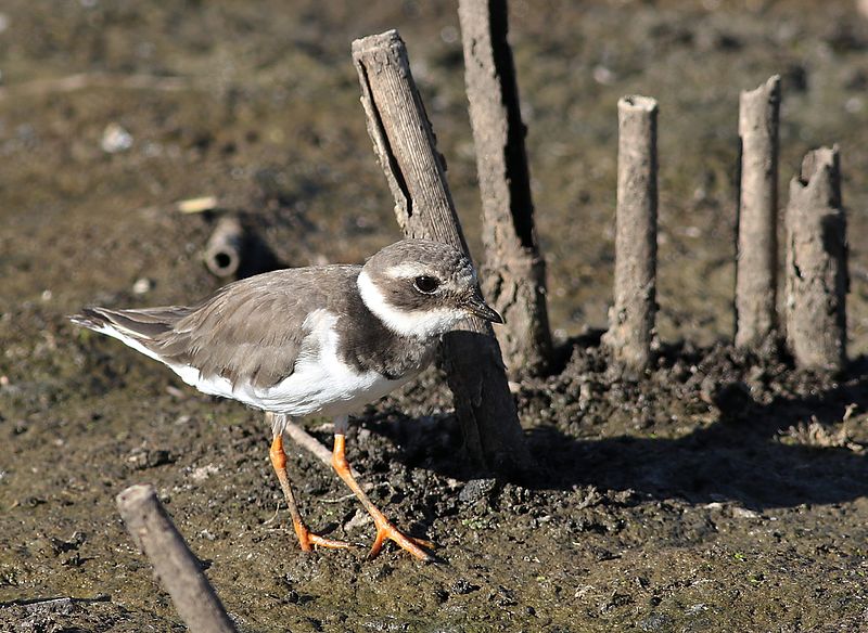 File:Common ringed plover, Charadrius hiaticula, at Marievale Nature Reserve, Gauteng, South Africa (23243288559).jpg