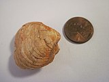 Fossilized shell of the Late Devonian-Permian brachiopod Composita Compositafossil.jpg