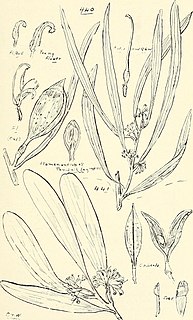 <i>Hakea ilicifolia</i> Species of plant in the family Proteacea endemic to Western Australia