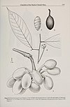 Contributions from the United States National Herbarium (2006) (20501957959).jpg
