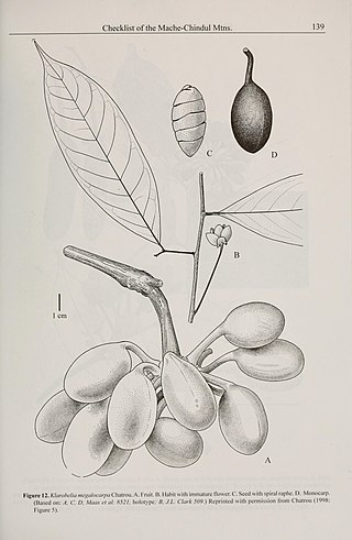 <i>Klarobelia</i> Genus of flowering plants