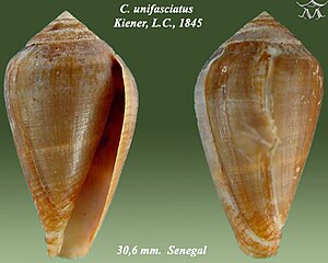 Conus unifasciatus 1.jpg