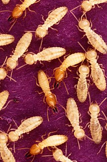 Termite Social insects related to cockroaches