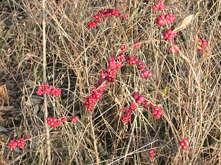 Coral berries in prairie.JPG