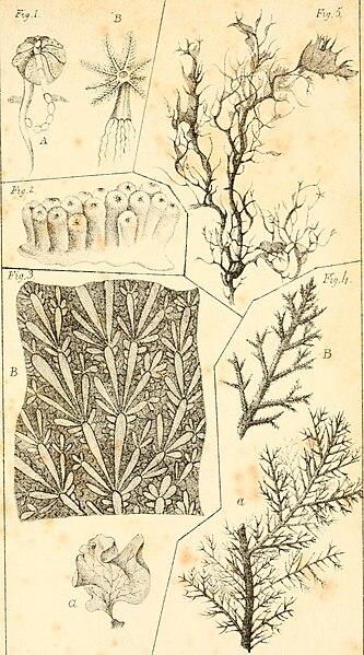 File:Corallina; or, a classical arrangement of flexible coralline polypidoms (1824) (20510909620).jpg