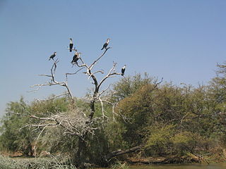 <span class="mw-page-title-main">Djoudj National Bird Sanctuary</span> National park in Senegal