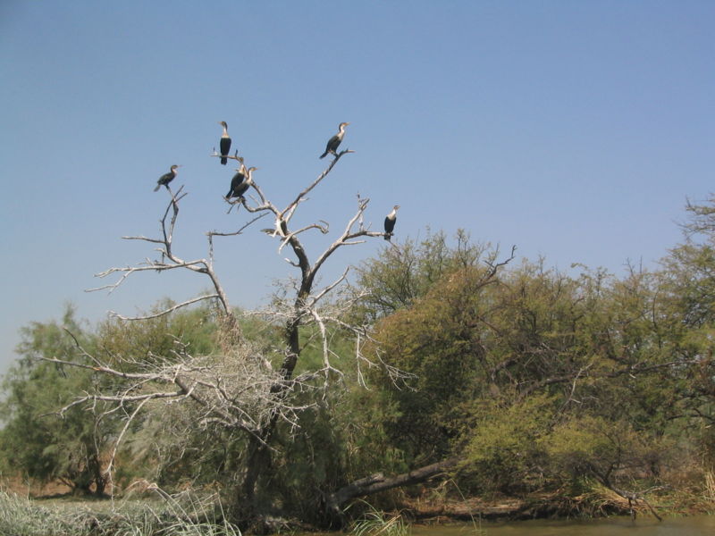 File:CormoransDjoudj.JPG