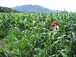 Corn field in San Bartolo.jpg