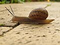 Vorschaubild für Gefleckte Weinbergschnecke