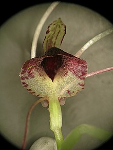 Corybas papillosus flower.jpg