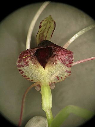 <i>Corybas papillosus</i> Species of orchid