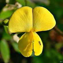 Vigna luteola Cow-pea (Vigna luteola) (6728299493).jpg