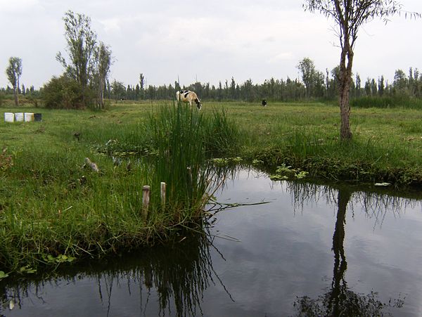 Cows grazing along a canal