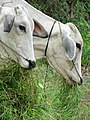 Cows Munching Fodder - Koh Trong Island - Mekong River - Kratie - Cambodia (48378625196).jpg