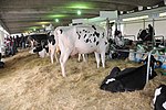 Fotografía en color de vacas picadas negras en una competencia.  Las vacas son filiformes con ubres desarrolladas.