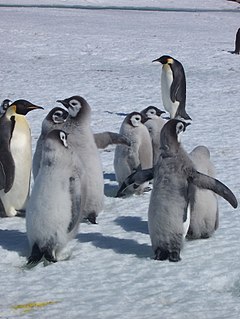 Taylor Rookery Important Bird Area of Antarctica