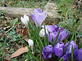 Crocuses in flower at Newport Cemetery, Newport, Isle of Wight in March 2012.