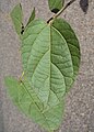 Croton caudatus 02a.JPG