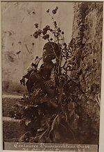 Miniatuur voor Bestand:Crupi, Giovanni (1861-1925) - n. 0076 B recto - Centaurea tauromenitana Guss - Cm 11,6x16,2.jpg