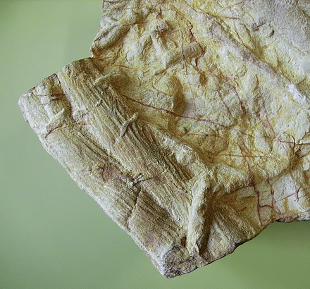 Cruziana, fossil trilobite-burrowing trace