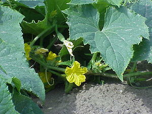 Okurka (Cucumis sativus)