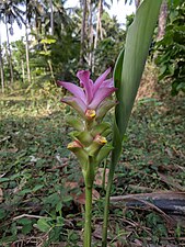 (Curcuma pseudomontan)