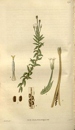 Curtis's botanical magazine (Plate 2733) (8611116650).jpg
