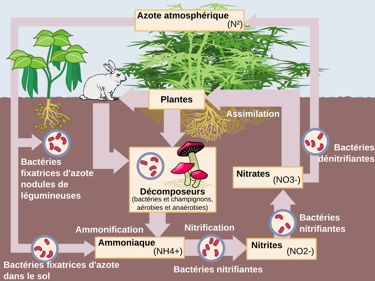 Le Cycle de l'Azote - Laboratoire Francodex