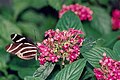 Cypress Gardens butterfly and flowers.jpg