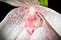 Cypripedium formosanum Labellum