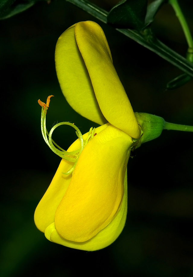 photographie  en gros plan d'une fleur jaune de genêt à balais.