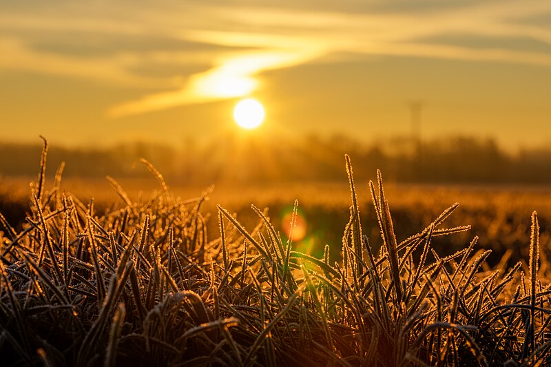 File:Dülmen, Kirchspiel, Dernekamp, Gras im Sonnenaufgang -- 2023 -- 6363-7.jpg