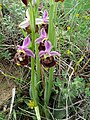 Ophrys fuciflora im Toulourenc-Tal (Baronnies)