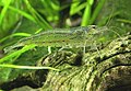 Caridina multidentata.