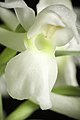 Dactylorhiza aristata white colour Labellum